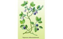 Рецепти з чорницею