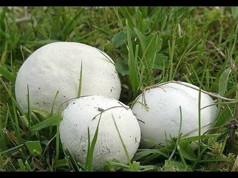 Гриб дощовик (порхавка)