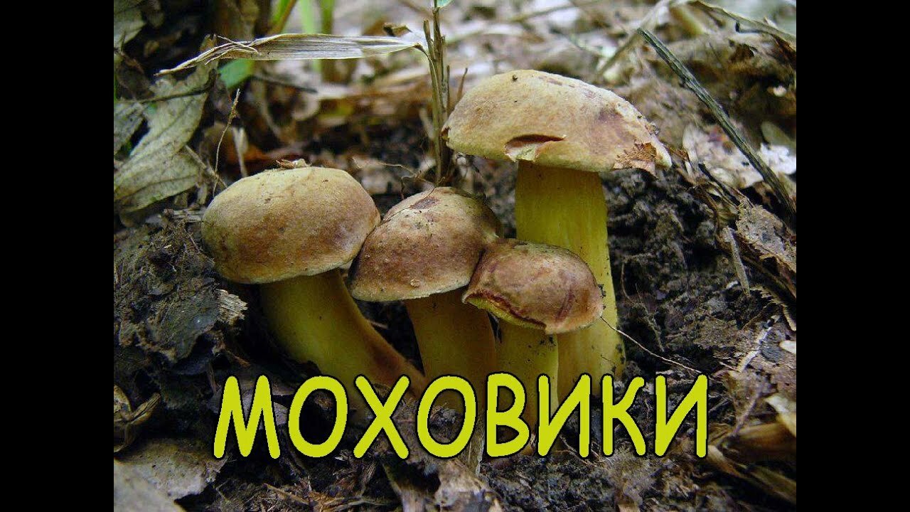 Гриби Моховики