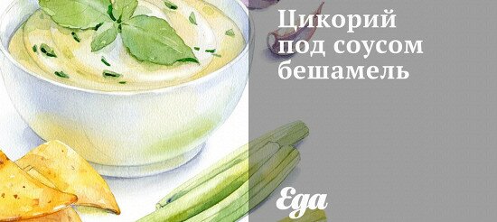 Цикорій під соусом бешамель – рецепт
